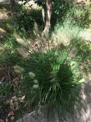 Feathertop(Cenchrus longisetus)
