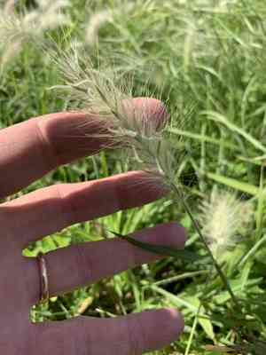Feathertop(Cenchrus longisetus)