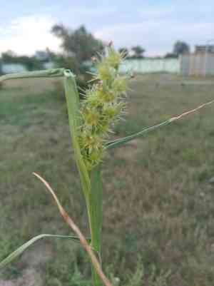 Mat sandbur(Cenchrus longispinus)