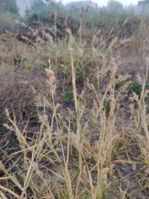 Mat sandbur(Cenchrus longispinus)