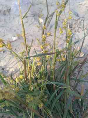 Mat sandbur(Cenchrus longispinus)