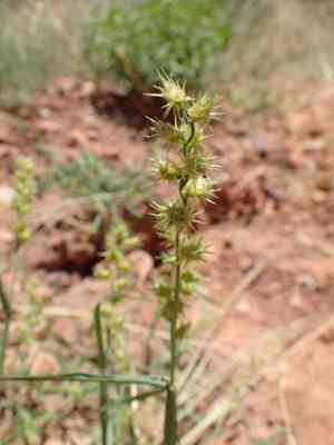 Mat sandbur(Cenchrus longispinus)