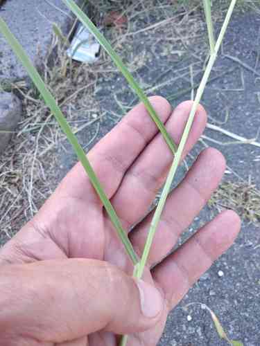 Oriental fountain grass(Cenchrus orientalis)
