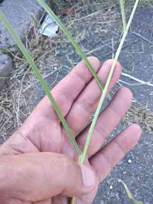 Oriental fountain grass(Cenchrus orientalis)