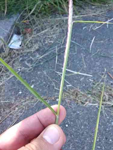 Oriental fountain grass(Cenchrus orientalis)