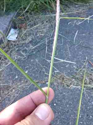 Oriental fountain grass(Cenchrus orientalis)