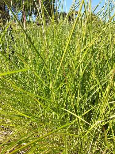 Oriental fountain grass(Cenchrus orientalis)