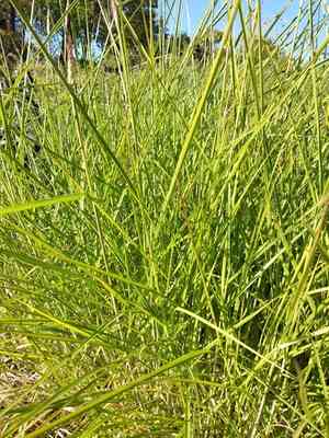 Oriental fountain grass(Cenchrus orientalis)