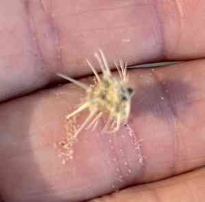 Buffelgrasses (Cenchrus)(Cenchrus)