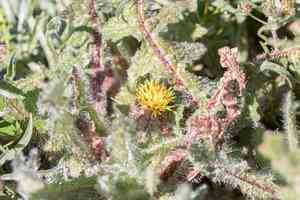 Blessed thistle(Centaurea benedicta)