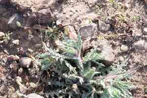 Blessed thistle(Centaurea benedicta)