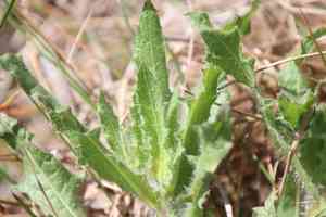 Blessed thistle(Centaurea benedicta)