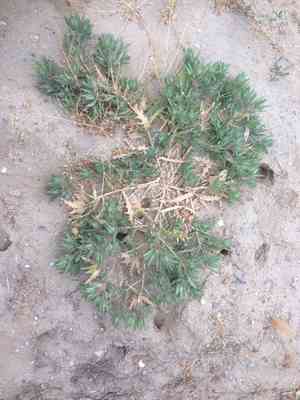 Blessed thistle(Centaurea benedicta)
