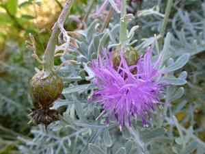 Velvet centaurea(Centaurea cineraria)