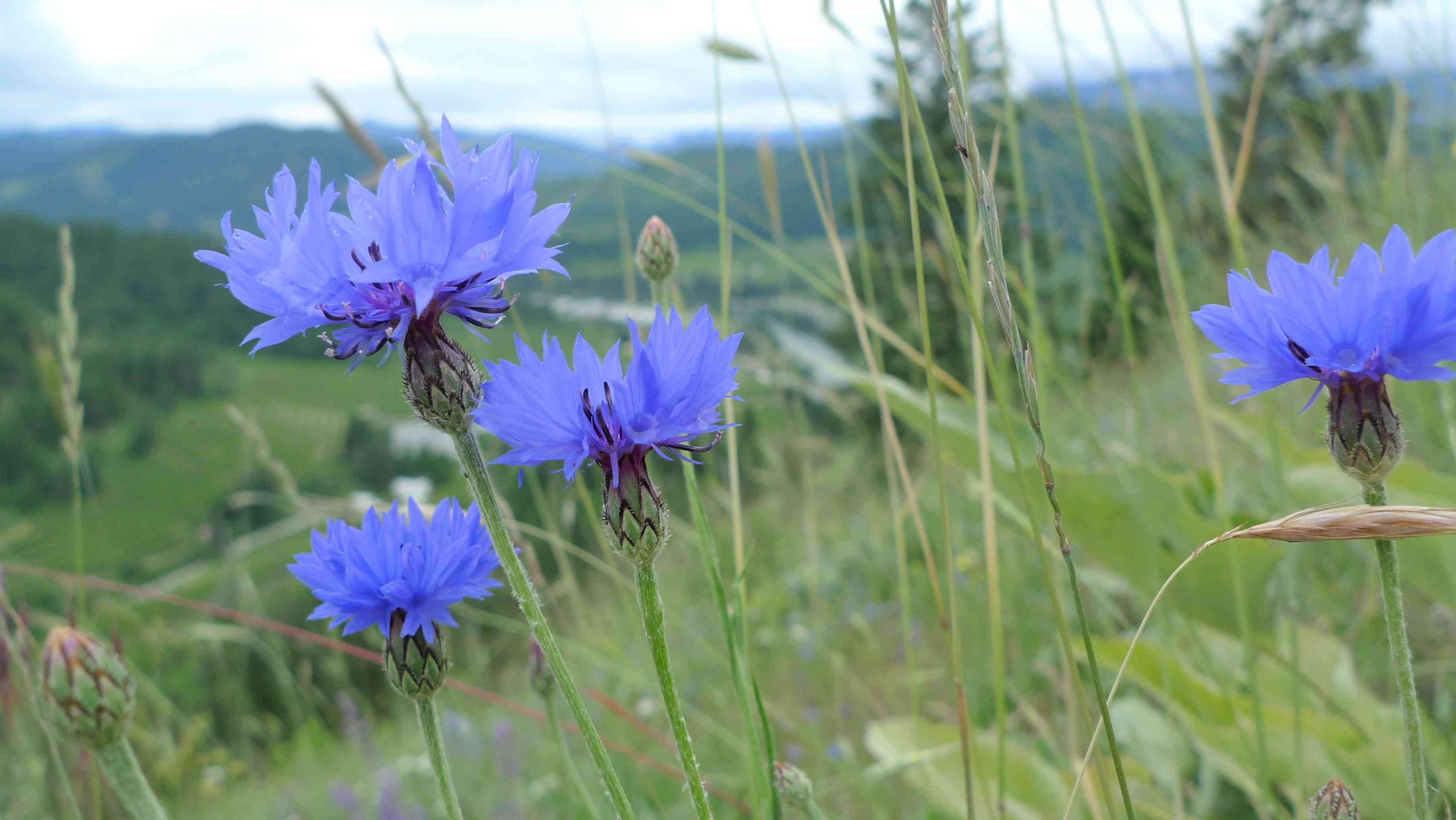 Cornflower(Centaurea cyanus)