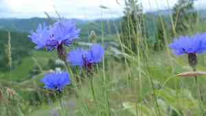 Cornflower(Centaurea cyanus)