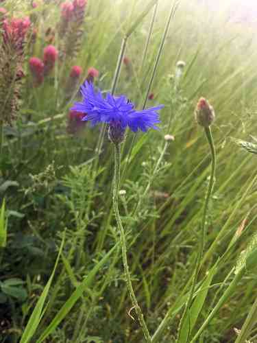 Cornflower(Centaurea cyanus)