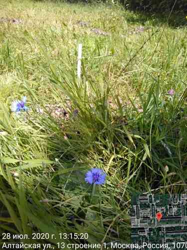 Cornflower(Centaurea cyanus)