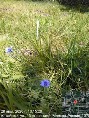 Cornflower(Centaurea cyanus)