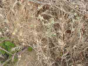 Maltese Star-Thistle(Centaurea melitensis)