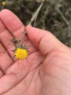 Maltese Star-Thistle(Centaurea melitensis)