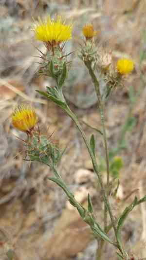 Maltese Star-Thistle(Centaurea melitensis)