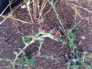Maltese Star-Thistle(Centaurea melitensis)