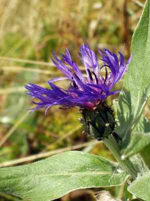 Perennial cornflower(Centaurea montana)