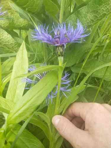 Perennial cornflower(Centaurea montana)