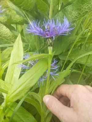 Perennial cornflower(Centaurea montana)