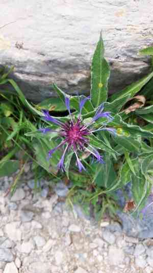 Perennial cornflower(Centaurea montana)