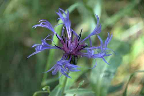 Perennial cornflower(Centaurea montana)