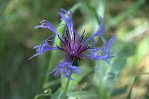 Perennial cornflower(Centaurea montana)