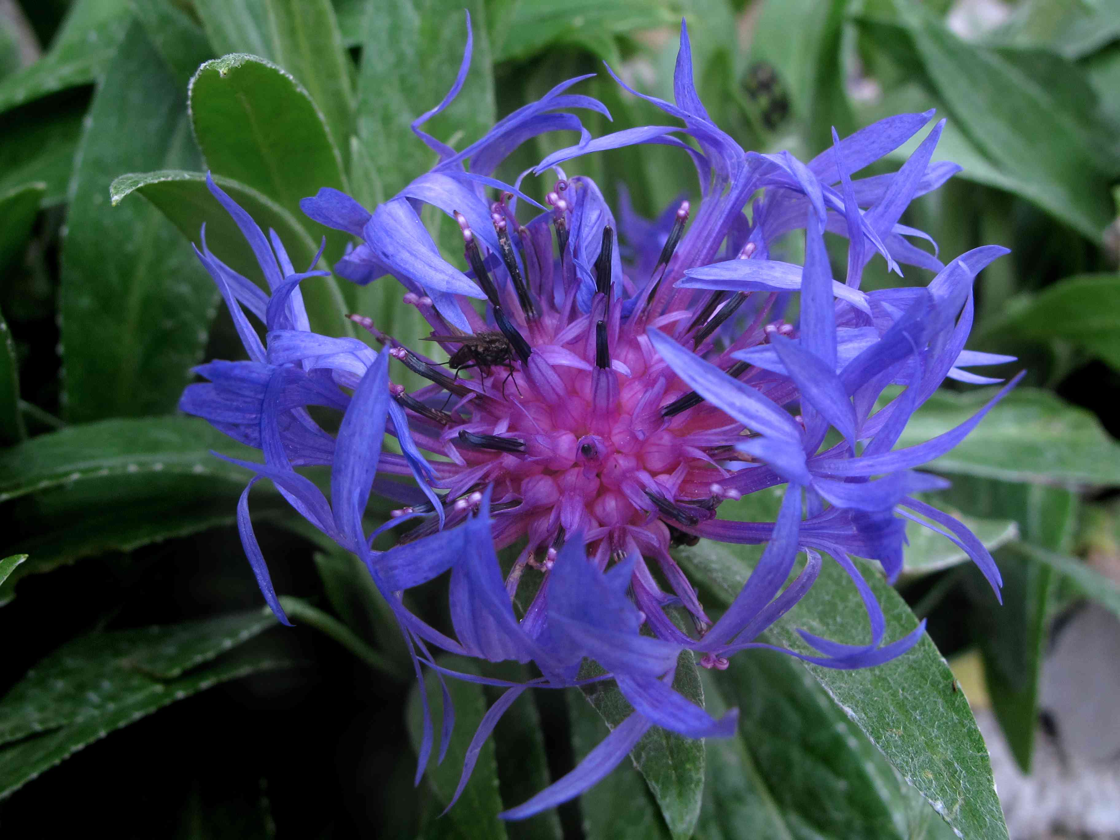 Perennial cornflower(Centaurea montana)