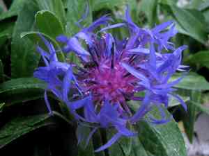 Perennial cornflower(Centaurea montana)