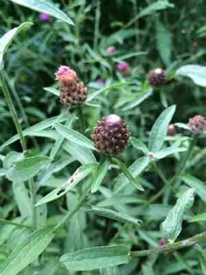 Lesser knapweed(Centaurea nigra)