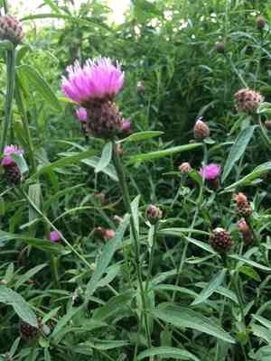 Lesser knapweed(Centaurea nigra)