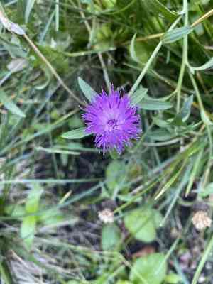 Lesser knapweed(Centaurea nigra)