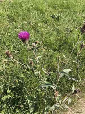 Lesser knapweed(Centaurea nigra)