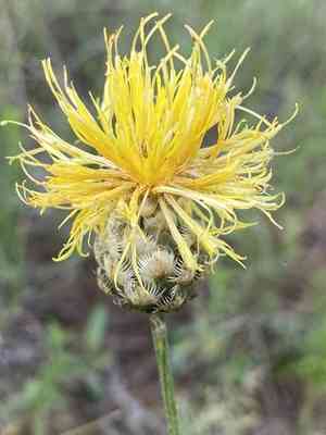 Yellow knapweed(Centaurea orientalis)