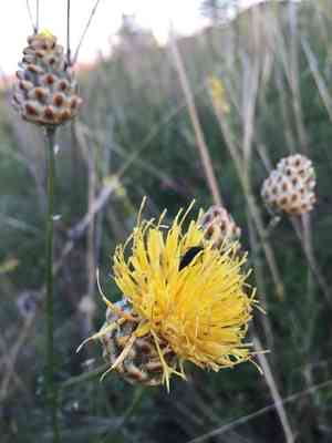 Yellow knapweed(Centaurea orientalis)