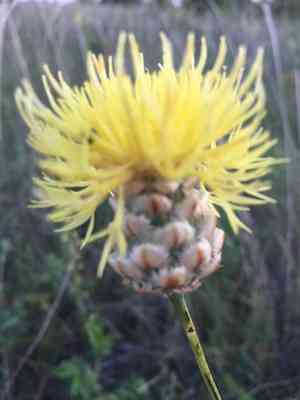 Yellow knapweed(Centaurea orientalis)