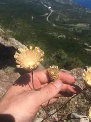 Yellow knapweed(Centaurea orientalis)