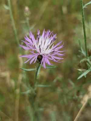 Jersey knapweed(Centaurea paniculata)