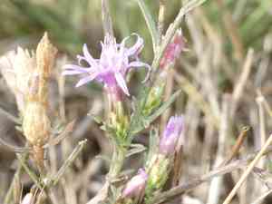 Jersey knapweed(Centaurea paniculata)