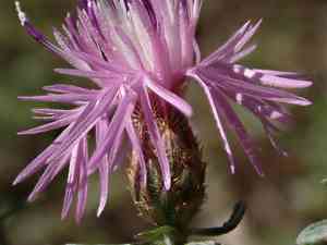 Jersey knapweed(Centaurea paniculata)