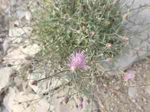 Jersey knapweed(Centaurea paniculata)
