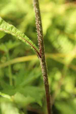 Wig knapweed(Centaurea phrygia)