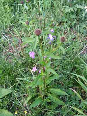 Wig knapweed(Centaurea phrygia)