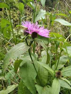 Wig knapweed(Centaurea phrygia)